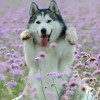 Sibiřský husky