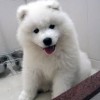 Samojed